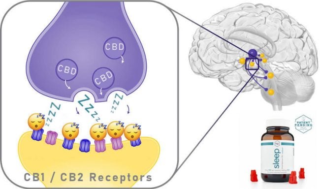 Brain Receptors Image