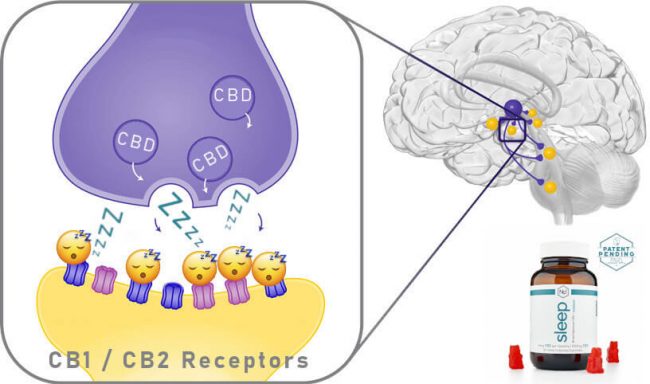 brain receptors image brain receptors image