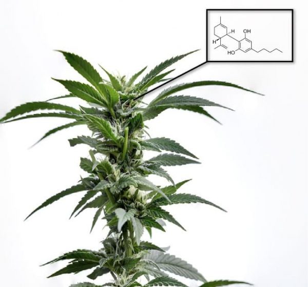 Cannabinoids In Cannabis