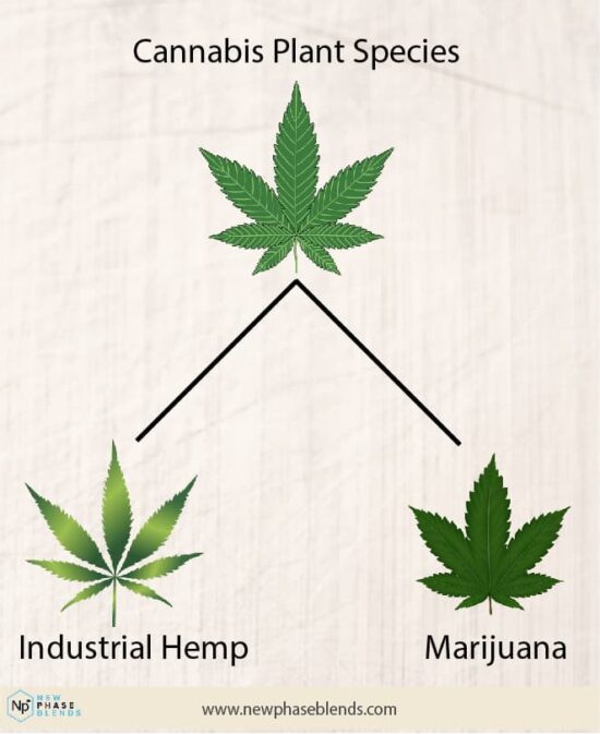 Marijuana Vs Hemp Chart